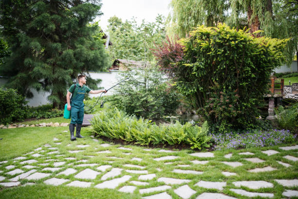 The Steps Involved in Our Tree Care Process in Stanford, CA